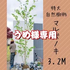 m13121546850_1.jpg?1749701566