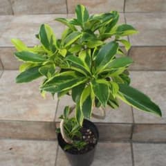 フィカス ファグラエア No.001 鉢、送料込 メルカリ便 曲がり - メルカリ