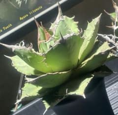 特出！アガベチタノタ山亀（極上株）超S級台湾superturtle高級品種大株