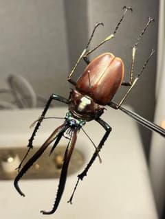 希少】ホロメタリクス チリクワガタ 標本 コガシラクワガタ セット