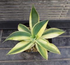 m29081097930_1.jpg?1766120297