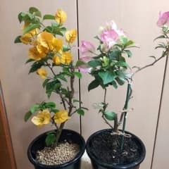 ブーゲンビリア2点セット‼️ No103 らくらくメルカリ便発送‼️ - メルカリ