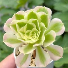 せ*み様 大人気 多肉植物 アエオニウム 白鳳錦 超美苗 レア種 - メルカリ