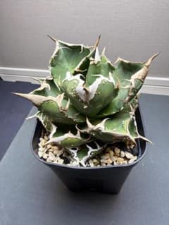 アガベ MS-NB 親株 検）/ぶつぶつ/ブツブツ/スタッズ/麻花龍/星空/蚩尤