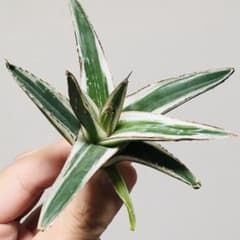 本物】氷山 純血 純白斑 TC苗 アガベ 笹の雪 Agave Hyouzan - メルカリ