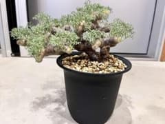 ムルチフィズム 厳選株 発根済み 現地球 ムルチ - メルカリ