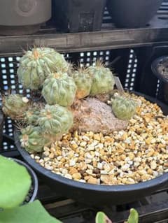 コピアポア ギガンティア 群生 山木 - メルカリ