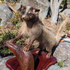 ハクビシンの剥製 置物 木製台座 - メルカリ