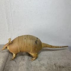 希少！ アルマジロ 剥製 希少動物 珍品 XZ4035 - メルカリ