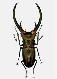 大型エラフスホソアカクワガタ100アップ - メルカリ