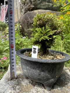 送料無料】岩松 イワヒバ 岩ヒバ 盆栽 山野草 高山植物 301③ - メルカリ