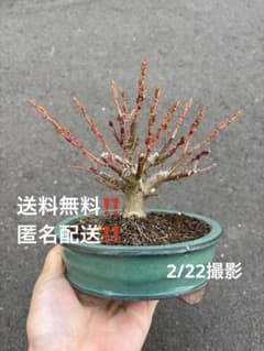 m30408811615_1.jpg?1764141135