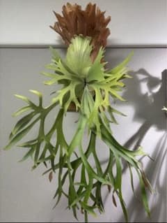 ビカクシダ willinckii 