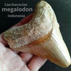 m32142216962_1.jpg?1733021063