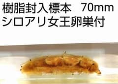 樹脂封入シロアリ女王卵巣標本 70mm☆本当に珍しい標本☆ - メルカリ
