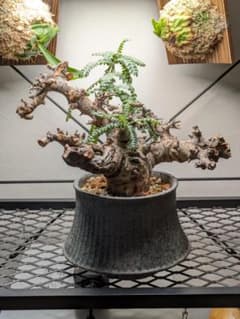 ボスウェリアネグレクタ☆コミフォラモンストローサエイルピュアカタ