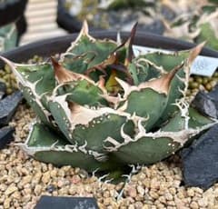 1329.アガベ チタノタ 星空 特選極上子株 強棘 狂刺 背棘 2株同梱