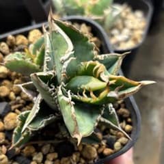 アガベ 朱雀 ベルリン産 子株 - メルカリ