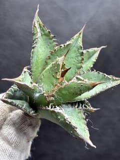 アガベ チタノタ 特選 「金蟾王」極上背棘 スーパーブツブツ質感 特選