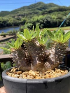 早い者勝ち】【親株超縮葉】パキポディウム タッキー×デンシカウレ 多