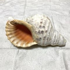 沖縄？ホラ貝 全長31cm 民俗資料 楽器用にも - メルカリ