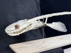 ラブカ 全身骨格 - メルカリ