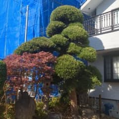 引き取り限定』まきの木 門かぶり 約5m - メルカリ