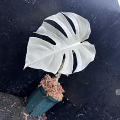 ひ*る様 斑入りモンステラ極上ホワイトタイガーフルムーン4号鉢植え発