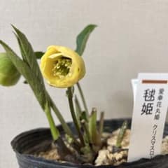 加藤農園 クリスマスローズ 毬姫 イエロー小輪 カップ咲 - メルカリ