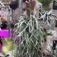 ビカクシダ P.willinckii Polaris ポラリス 子株 #1 - メルカリ