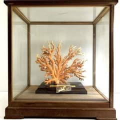 本珊瑚原木置物 ケース付 東Y8-0128②タカオ - メルカリ