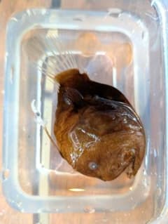 激レア深海魚】チョウチンアンコウの一種 液浸標本 - メルカリ