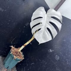 か*い様 斑入りモンステラ極上ホワイトタイガーフルムーン4号鉢植え発