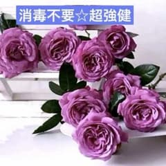 ⭐️購入前必ずコメント下さい 四季咲きバラ苗 木立性 紫 - メルカリ