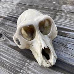 動物の骨製頭蓋骨 猿の頭蓋骨 スカル 骨格標本 ニホンザル - メルカリ