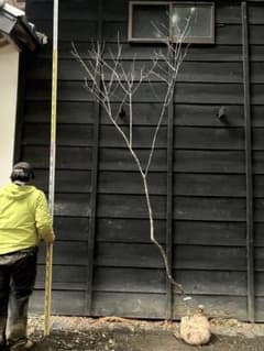 82 山採り アオダモ - メルカリ