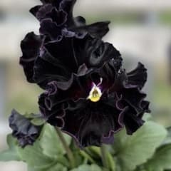 MIYABI様ご依頼品 フェデネージュ3苗 みはなだ3苗他3苗 計9苗メルカリ