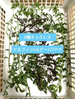 3種ネックレス詰め合わせ ドルフィン/ルビー/バナナネックレス - メルカリ