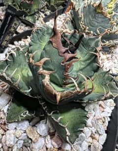 初期イタリア血統 悪魔 】バケモノ 冰雹 麻花龍 台湾ゴジラ 悪魔くん