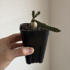 ユーフォルビア ミクラカンサ 怒頭竜 実生 - メルカリ