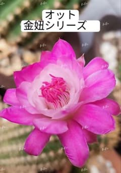 44- 金紐オット(otto) 超人気花サボテン 群開 複色咲き カキコ - メルカリ