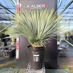 ピ*ん様 【AL1113】ユッカ ロストラータ 超希少 頂上分頭 4ヘッド個体