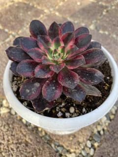 多肉植物 アエオニウム voodoo錦 ブードゥー斑入り - メルカリ