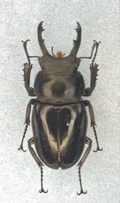 m80032035046_1.jpg?1752999418