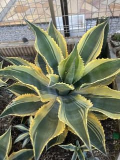 アガベ リップルエフェクト 子株 - メルカリ