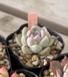 多肉植物 エケベリア セット 抜き苗 - メルカリ