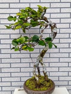 m82350078732_1.jpg?1759550975