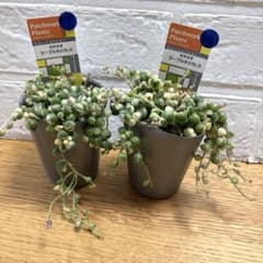 モリモリ♡斑入りグリーン（マーブル）ネックレス♡2.5号♡2個セット