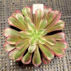 21#多肉植物アエオニウム錦❤️銅花順錦❤️1大頭10cm拔き苗 - メルカリ