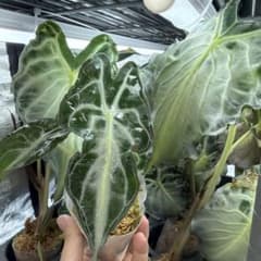 アロカシア ヴェノム Alocasia 'Venom' 管理番号m31 - メルカリ